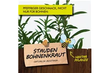 Bio Staudenbohnenkraut Kräutertopf 12 cm Staudenbohnenkraut