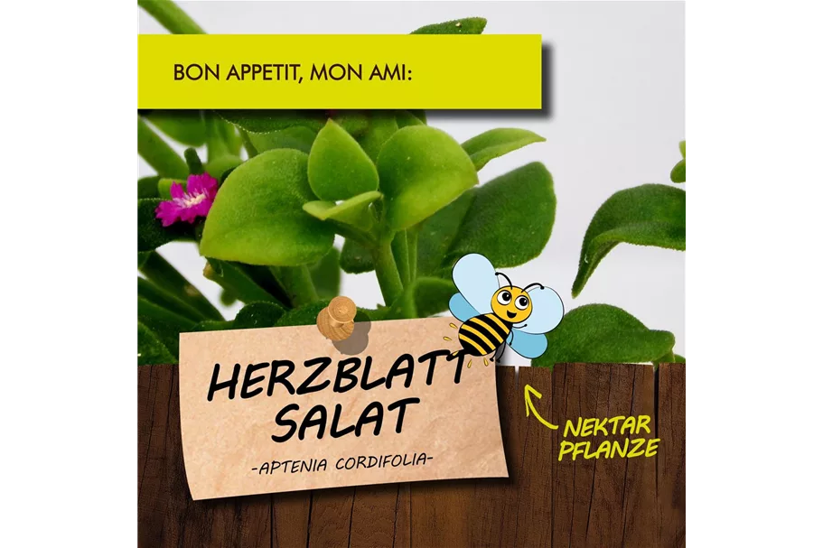 Bio Herzblattsalat Kräutertopf 12 cm Herzblattsalat