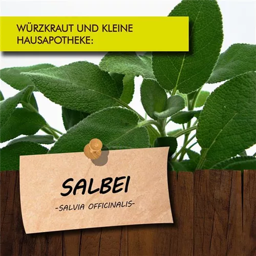 Bio Salbei