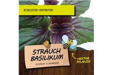 Bio Strauchbasilikum Kräutertopf 12 cm Strauchbasilikum