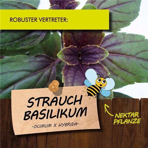 Bio Strauchbasilikum