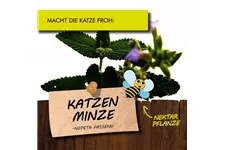 Bio Katzenminze Kräutertopf 12 cm Katzenminze