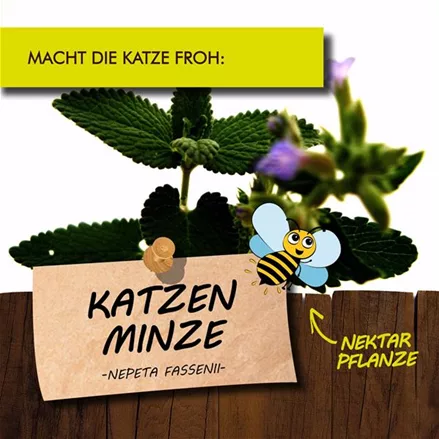 Bio Katzenminze