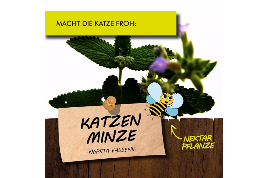 Bio Katzenminze Kräutertopf 12 cm Katzenminze