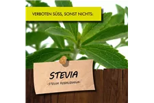 Bio Stevia Honigkraut Kräutertopf 12 cm Stevia Honigkraut