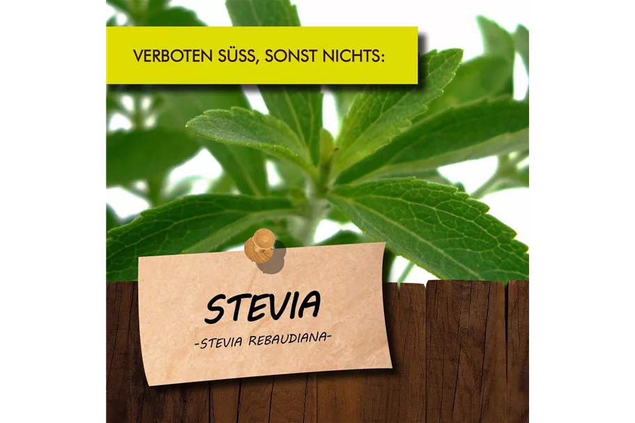 Bio Stevia Honigkraut Kräutertopf 12 cm Stevia Honigkraut