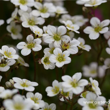 Moos-Steinbrech 'White Pixie'