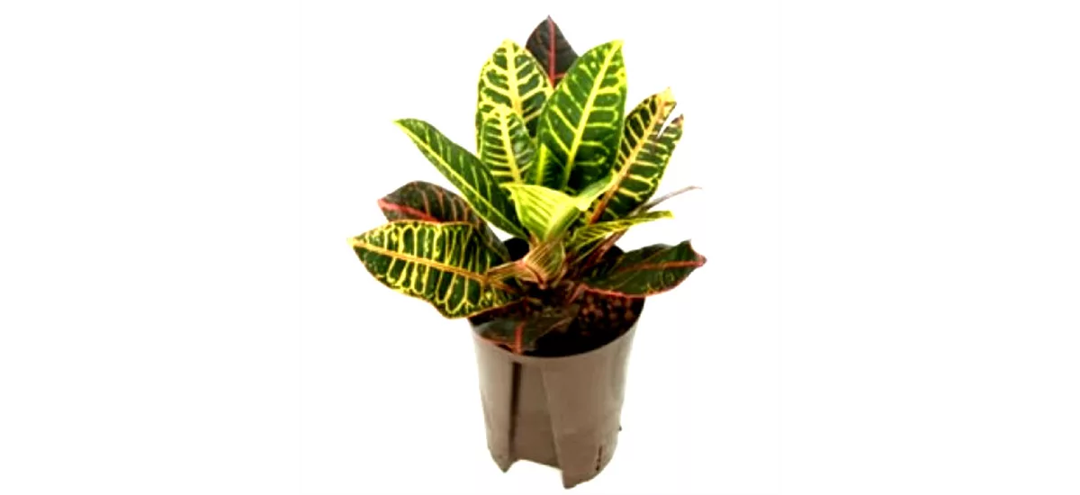 Wunderstrauch Croton 'Petra' 13/12 cm Topf Gesamthöhe ca. 40 cm