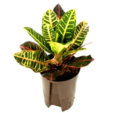 Wunderstrauch Croton 'Petra'