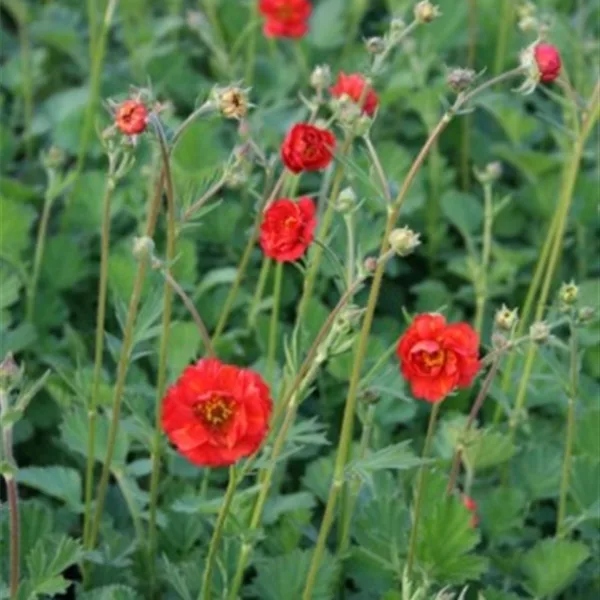 Chilenische Nelkenwurz 'Feuerball'