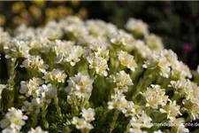 Elfenbein-Steinbrech 'Alba' 9 x 9 cm Topf 0,5 Liter