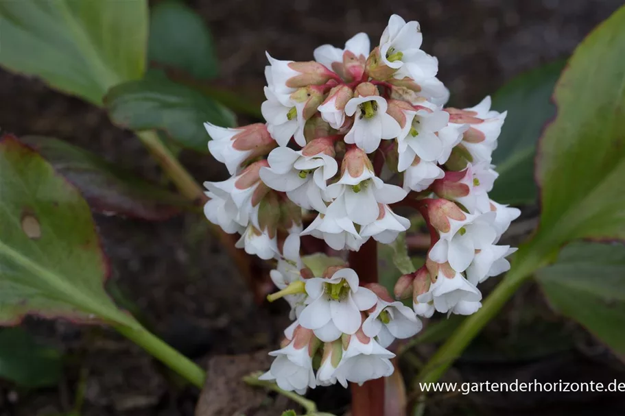 Bergenie 'Bressingham White' 1 Liter Topf