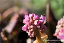 Bergenie 'Herbstblüte' 1 Liter Topf