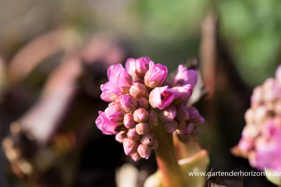 Bergenie 'Herbstblüte' 1 Liter Topf