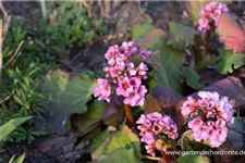 Bergenie 'Herbstblüte' 1 Liter Topf