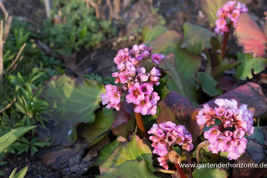 Bergenie 'Herbstblüte' 1 Liter Topf