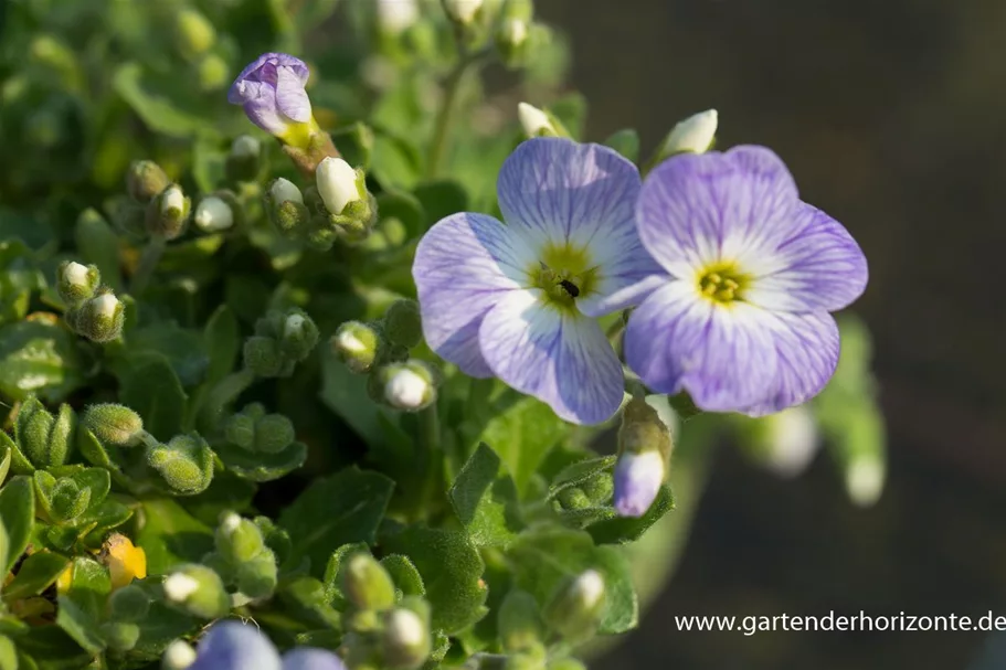 Blaukissen 'Audrey Light Blue' 1 Liter Topf