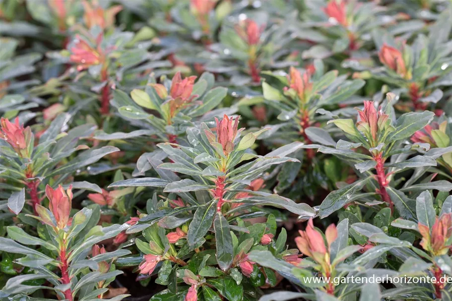 Mandelblättrige Wolfsmilch 'Purpurea' 1 Liter Topf