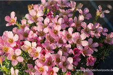 Saxifraga x cult.'Peach Melba' 9 x 9 cm Topf 0,5 Liter 