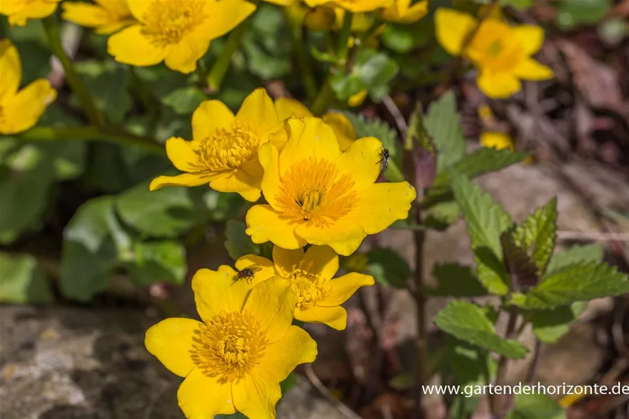 Sumpf-Dotterblume 9 x 9 cm Topf 0,5 Liter