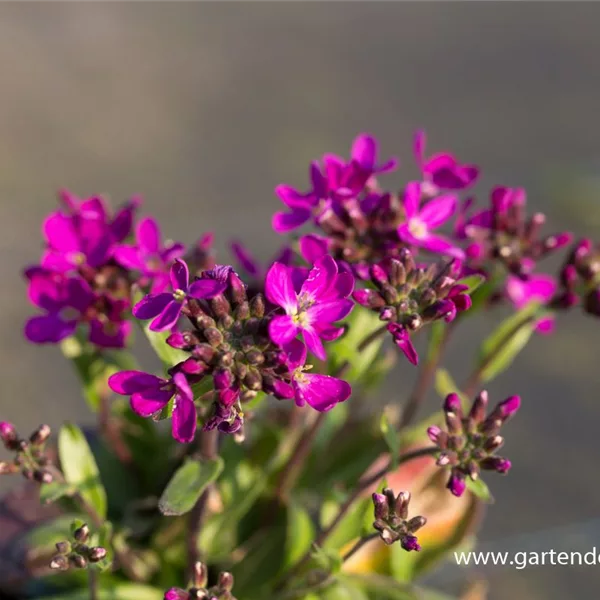 Wimperblättrige Gänsekresse 'Rose Delight'