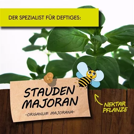 Bio Stauden-Majoran