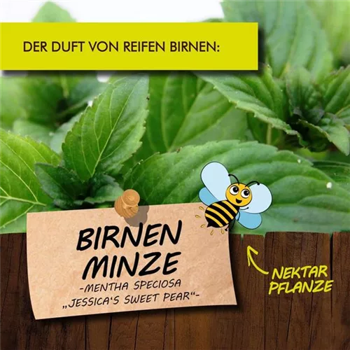 Bio Birnenminze