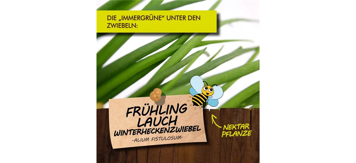 Bio Frühlingslauch Kräutertopf 12 cm Frühlingslauch