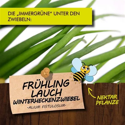 Bio Frühlingslauch