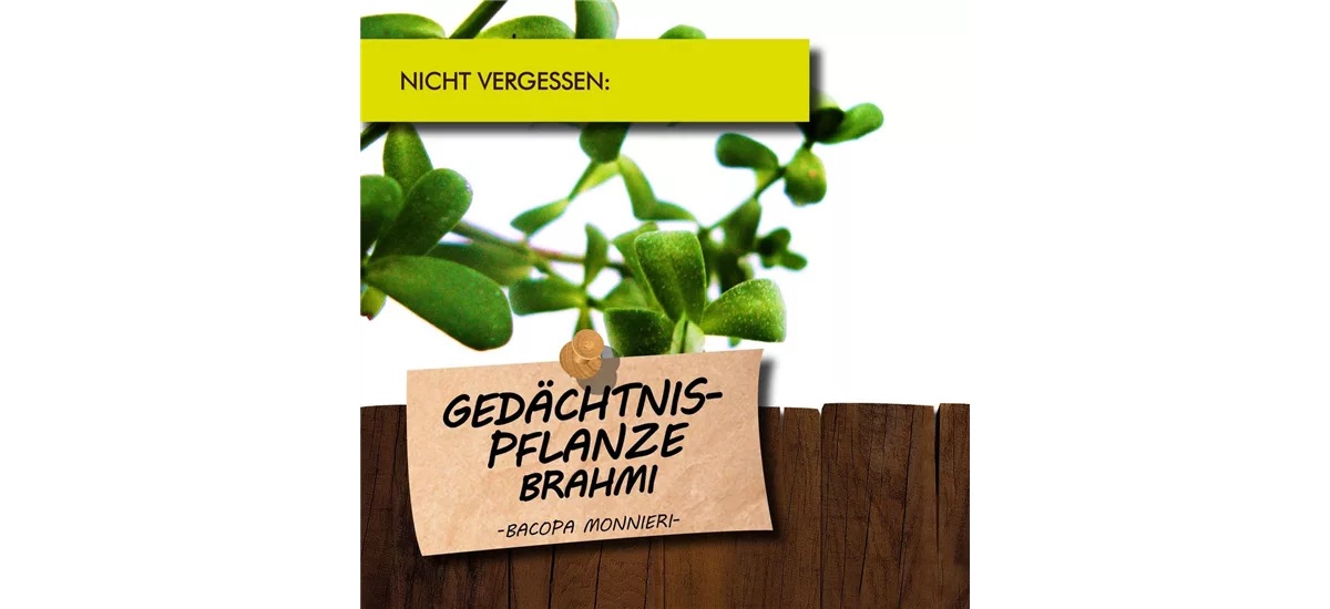 Bio Gedächtnispflanze Brahmi Kräutertopf 12 cm Gedächtnispflanze Brahmi