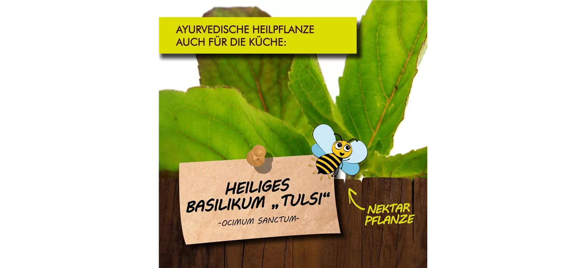 Bio Heiliges Basilikum 'Tulsi' Kräutertopf 12 cm Heiliges Basilikum 'Tulsi'