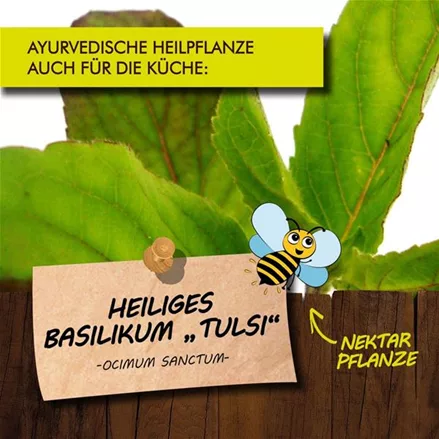 Bio Heiliges Basilikum 'Tulsi'