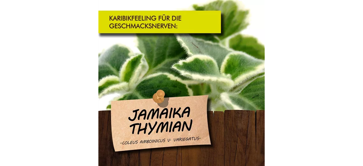 Bio Jamaika Thymian Kräutertopf 12 cm Jamaika Thymian