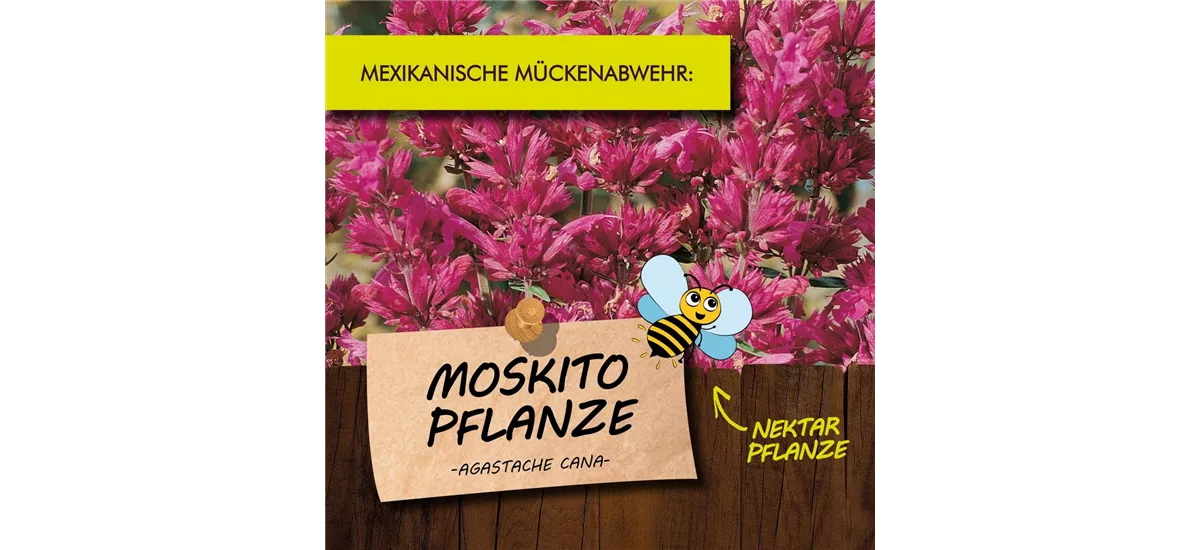 Bio Moskitopflanze Kräutertopf 12 cm Moskitopflanze