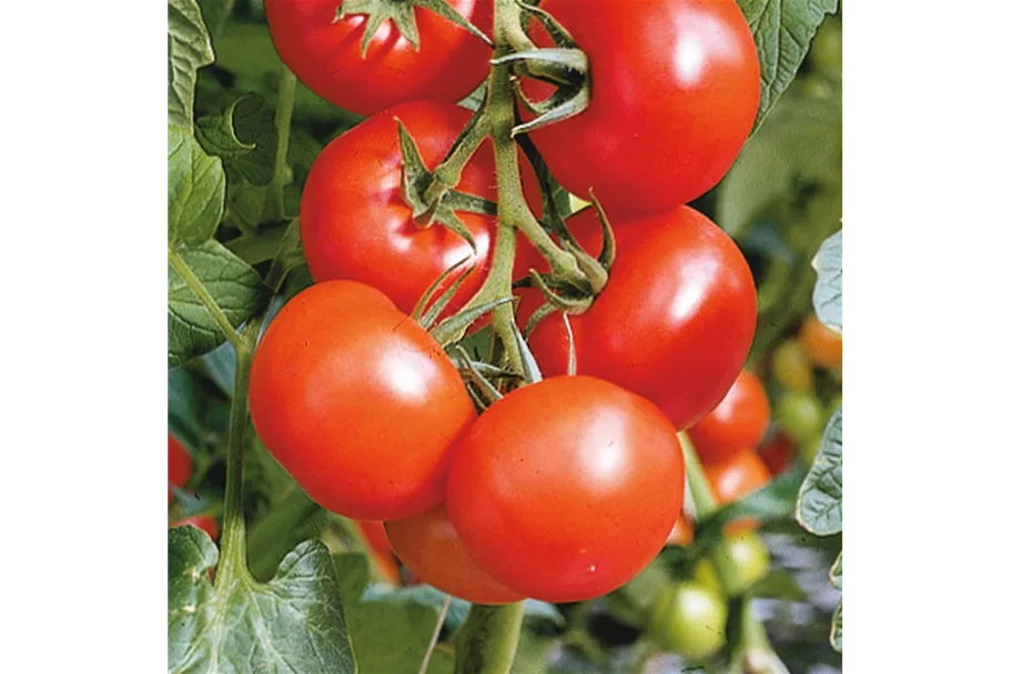 Tomate 'Phantasia' 10,5 cm Topf