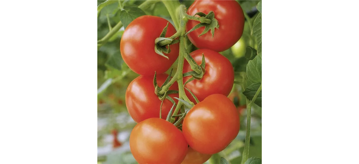 Freiland-Strauchtomate 'Philona' 12 cm Topf