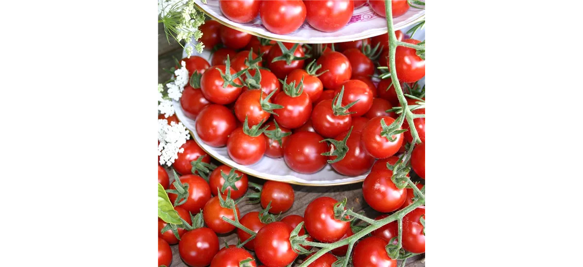 Tomate 'Philovita F1' 10,5 cm Topf