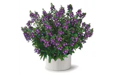 Adessa® 'Purple' 12 cm Topf