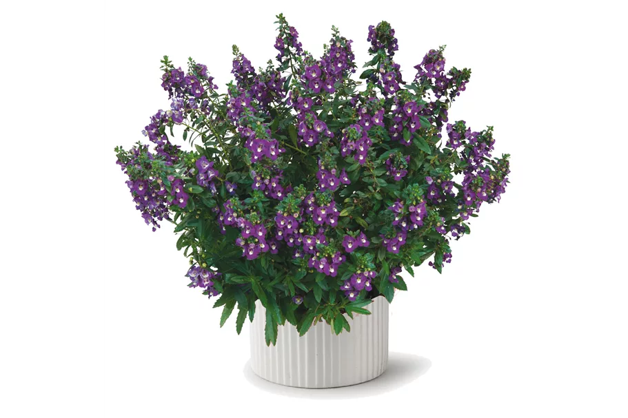 Adessa® 'Purple' 12 cm Topf