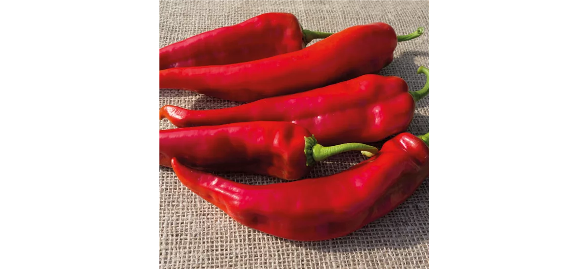 Paprika Lipari 10,5 cm Topf