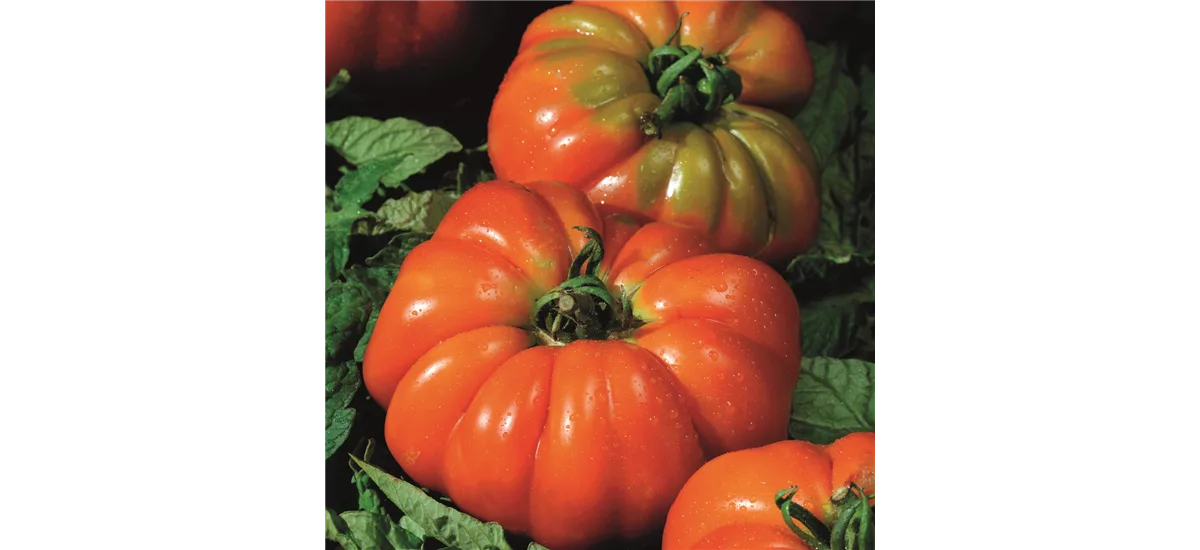 Italienische Fleischtomate 'Belriccio' 12 cm Topf