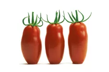 Tomate San Marzano 'Caprese' (Veredelt) 12 cm Topf