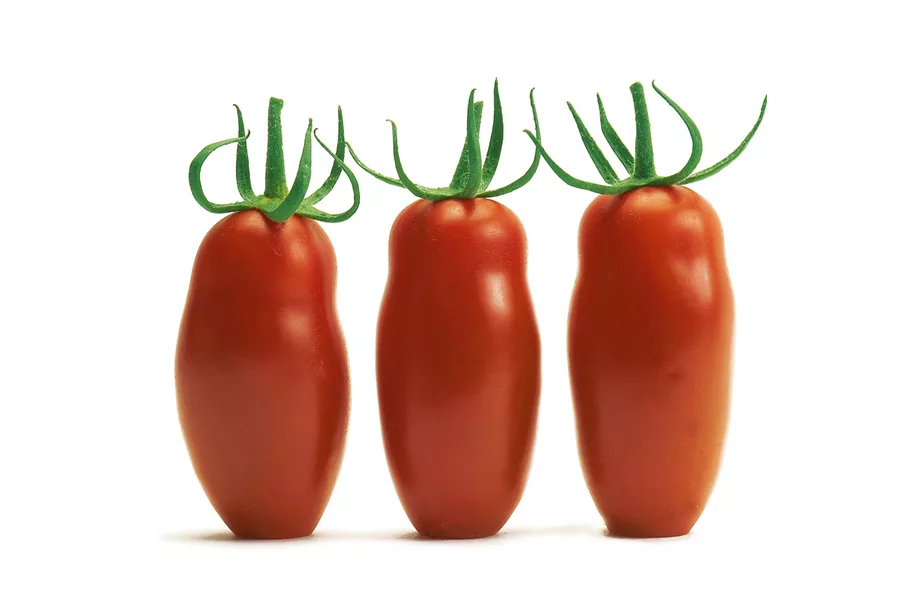 Tomate San Marzano 'Caprese' (Veredelt) 12 cm Topf