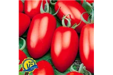 Tomate San Marzano 'Caprese' (Veredelt) 12 cm Topf