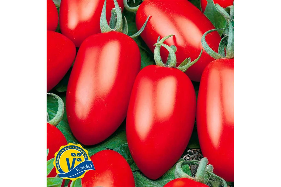 Tomate San Marzano 'Caprese' (Veredelt) 12 cm Topf