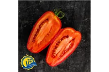 Tomate San Marzano 'Caprese' (Veredelt) 12 cm Topf