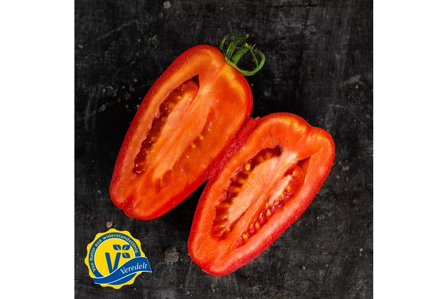 Tomate San Marzano 'Caprese' (Veredelt) 12 cm Topf