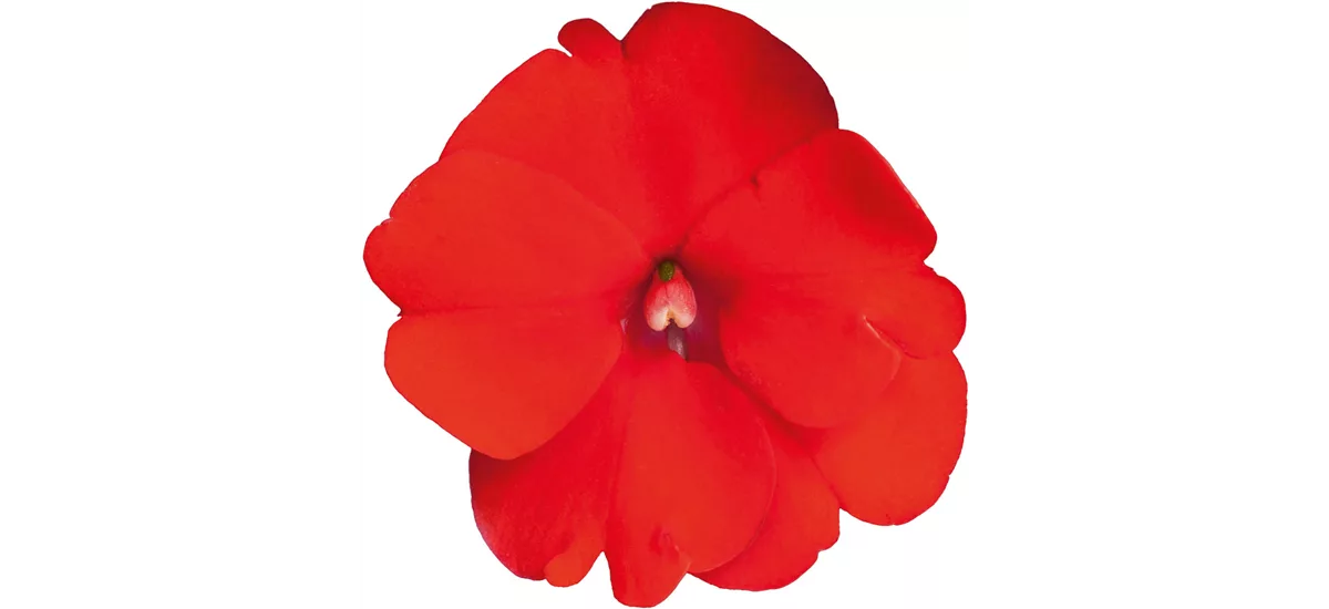 Sonnen-Lieschen SunPatiens® Compact Orange 12 cm Topf