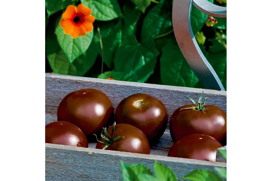 Schokoladen-Tomate 12 cm Topf