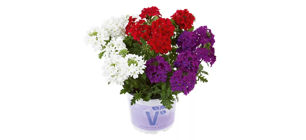 Verbene 'Vectura® Trio Red-Blue-White 12 cm Topf